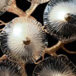 10352/800C AB Потолочный светильник LOFT IT Bloom — изображение 6